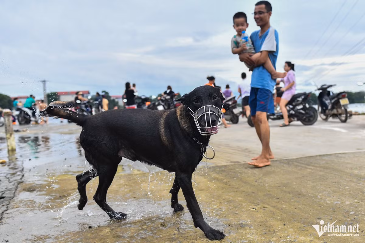 Thú cưng cũng được chủ nhân đeo rọ mõm đưa tới đây bơi lội.