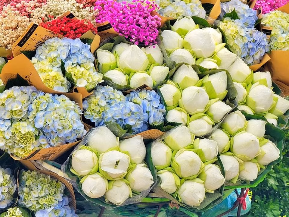 Tháng 8 là thời điểm những đóa hoa sen, những đóa cẩm tú cầu đang vào kỳ nở rộ. (Ảnh: Đinh Xuân Tiến)