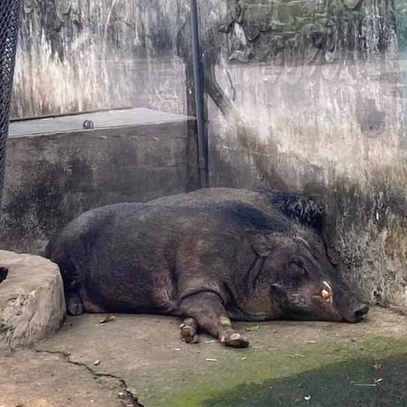 Chú lợn rừng này cũng tìm được một góc thoải mái rồi lăn ra đánh chén.
