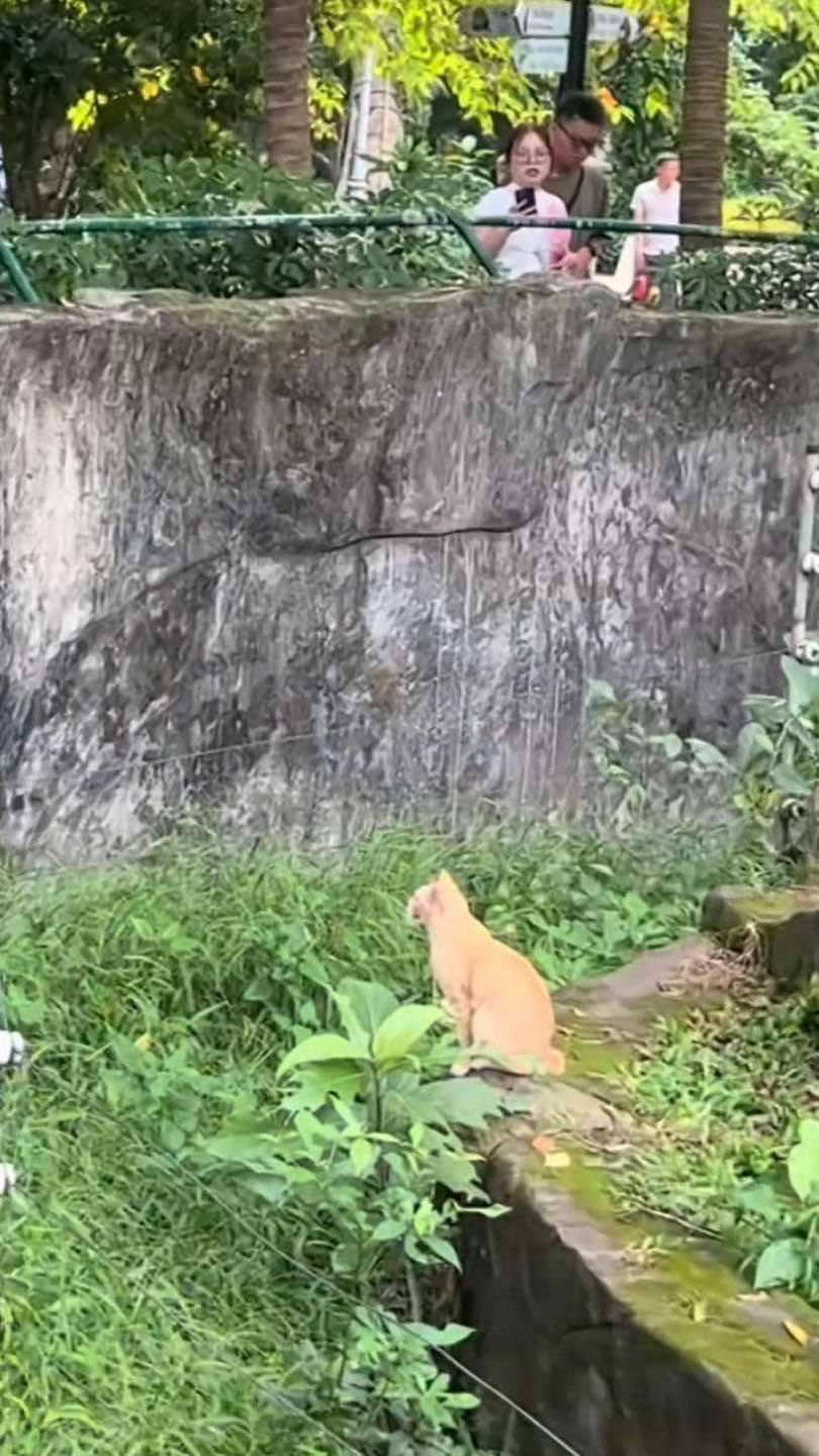 Không hiểu bằng cách nào, chú mèo này lại xuất hiện ở một khu vực trong Thảo Cầm Viên.