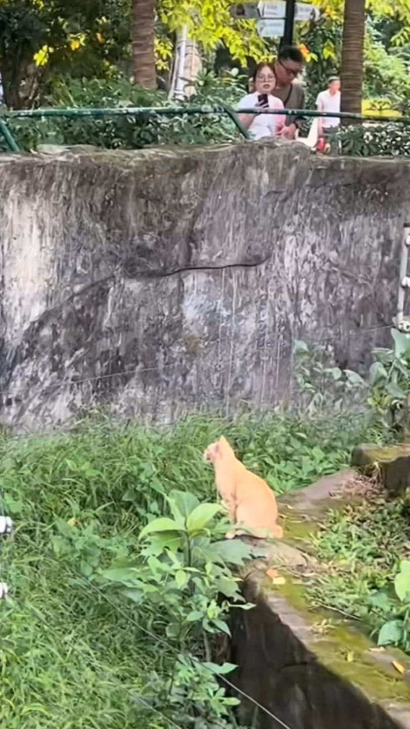 Không hiểu bằng cách nào, chú mèo này lại xuất hiện ở một khu vực trong Thảo Cầm Viên.