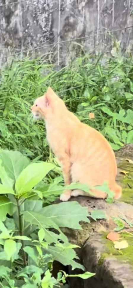 Nhiều người đã để lại bình luận hài hước: "Idol mèo cam có khác, bao nhiêu camera máy ảnh xung quanh quanh nhưng vẫn rất chi là thần thái", "Chưa thấy mèo cam bao giờ à mà nhìn - mèo said", "hóa ra mọi người trả tiền để đi vào nhìn 1 con mèo cam".