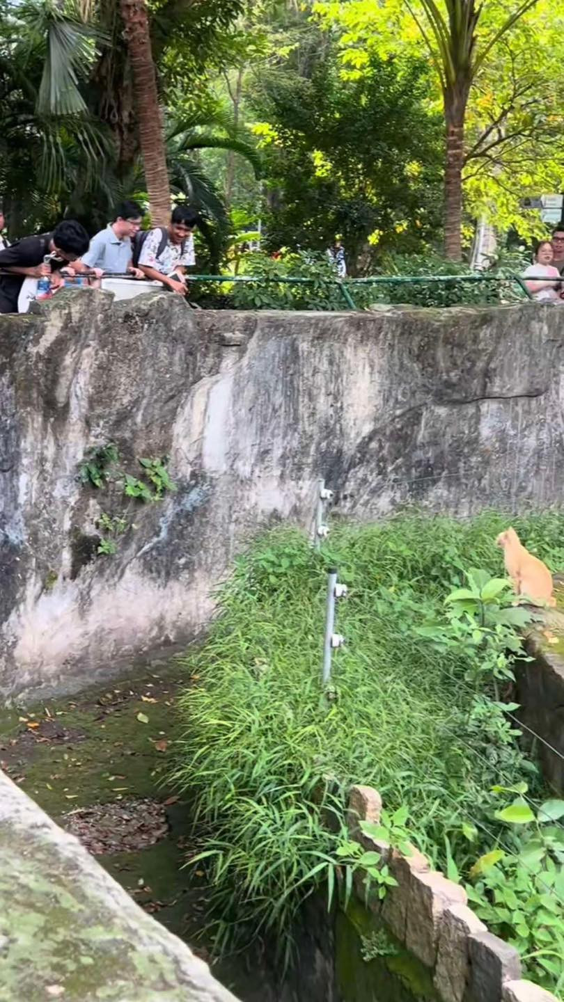 Thế nhưng, thực chất con vật chiếm spotlight chính là...một chú mèo màu cam.