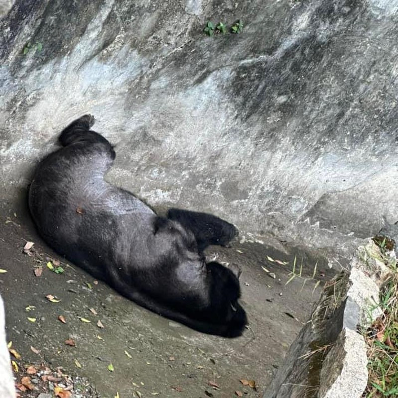Tư thế ngủ vô cùng thoải mái của các loài động vật khiến không ít du khách phải lấy điện thoại chụp ảnh và chia sẻ lên MXH. (Ảnh: Facebook)