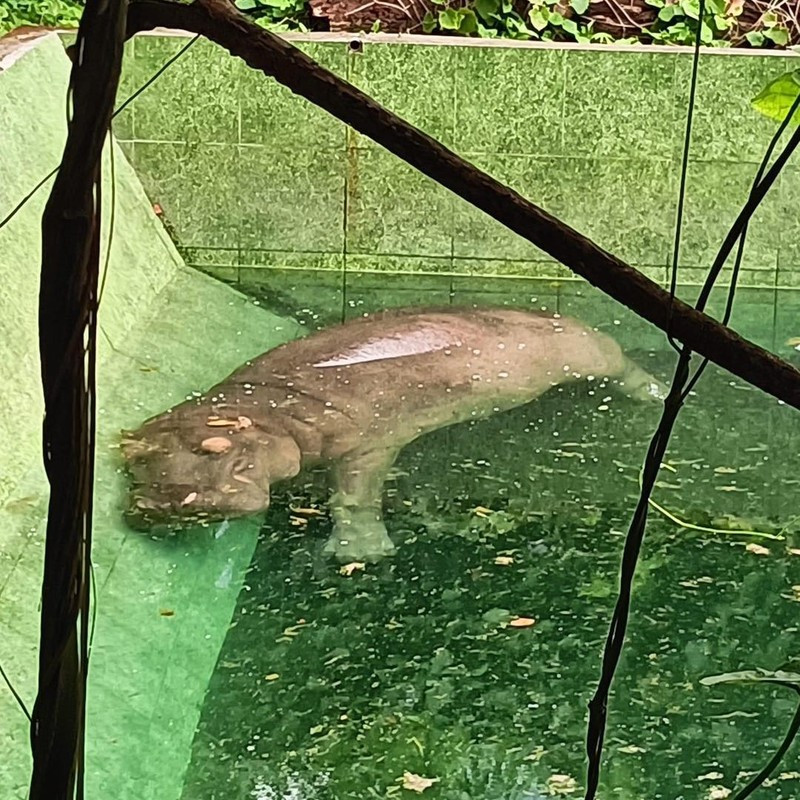 Những con vật đều ở chế độ "nghỉ dưỡng", mặc cho khách tham quan đến ngó nghiêng, hay kêu gọi như thế nào thì những con vật vẫn "tâm bất biến giữa dòng đời vạn biến".