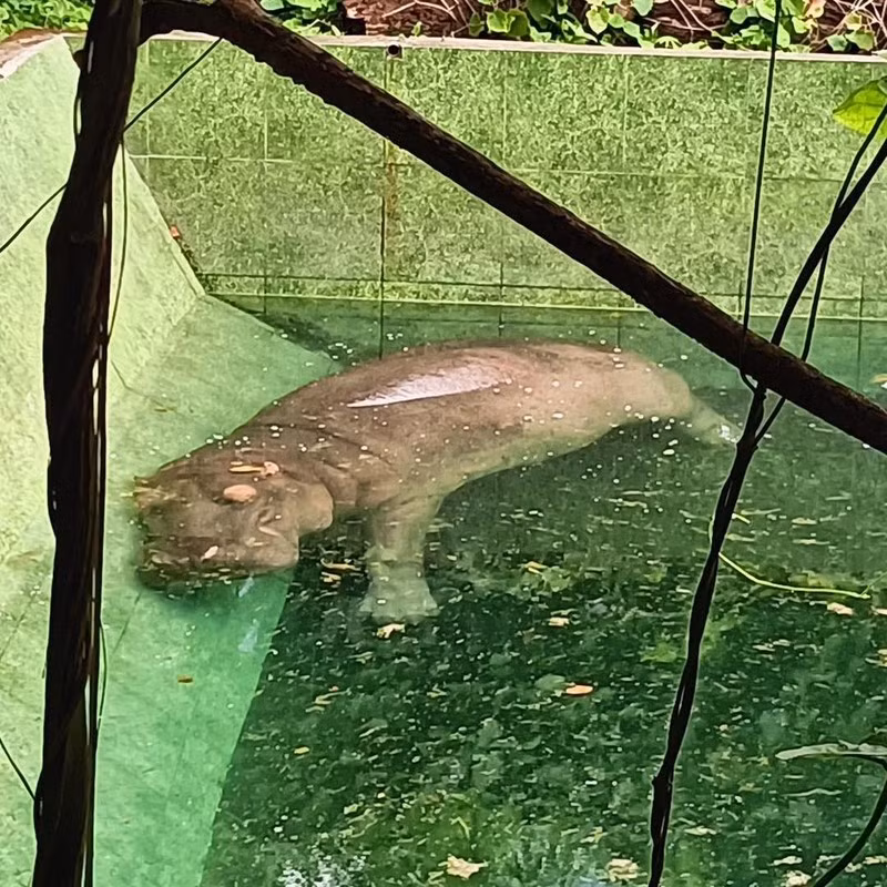 Những con vật đều ở chế độ "nghỉ dưỡng", mặc cho khách tham quan đến ngó nghiêng, hay kêu gọi như thế nào thì những con vật vẫn "tâm bất biến giữa dòng đời vạn biến".