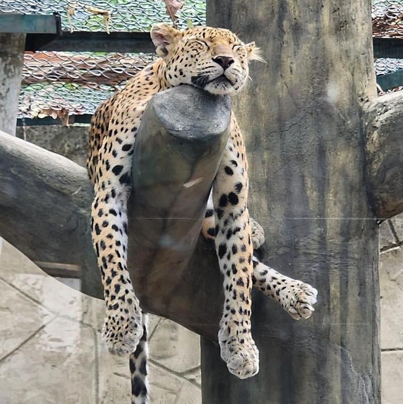 Trước đó, Thảo Cầm Viên Sài Gòn cũng từng làm "dậy sóng" mạng xã hội với loạt ảnh say giấc của những con vật.