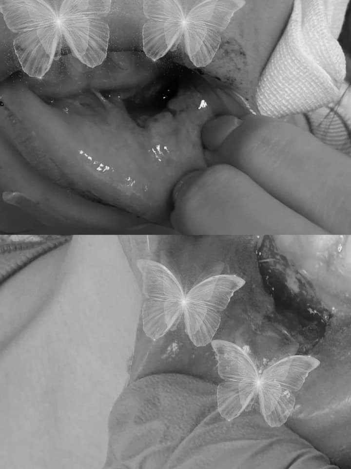 Cô nàng khẳng định "chưa bao giờ đem chuyện gia đình ra làm content và bài viết này là lời khẳng định chắc nịch để kết thúc mọi nghi vấn và đồn thổi."