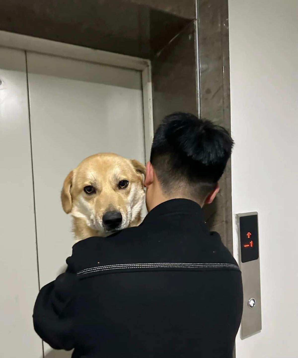 Chị vợ bất lực chia sẻ: "Nghe chồng tôi kể lại thì lúc chồng tôi đang say mèm không biết trời đất gì, em chó này đã đi theo ổng một đoạn đường. Sau đó ổng say quá nằm bên vệ đường một lúc rồi dậy, đi men theo con đường dẫn về nhà, ẻm cũng đi theo ổng luôn."