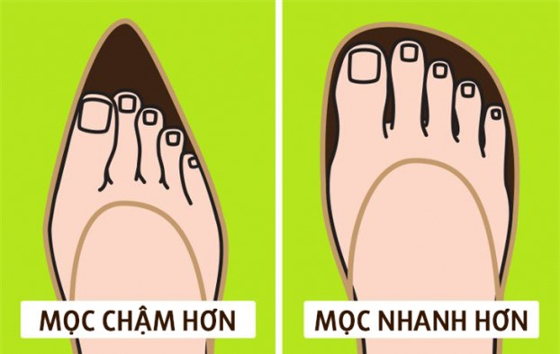 Vi sao mong tay moc dai nhanh hon mong chan?-Hinh-3