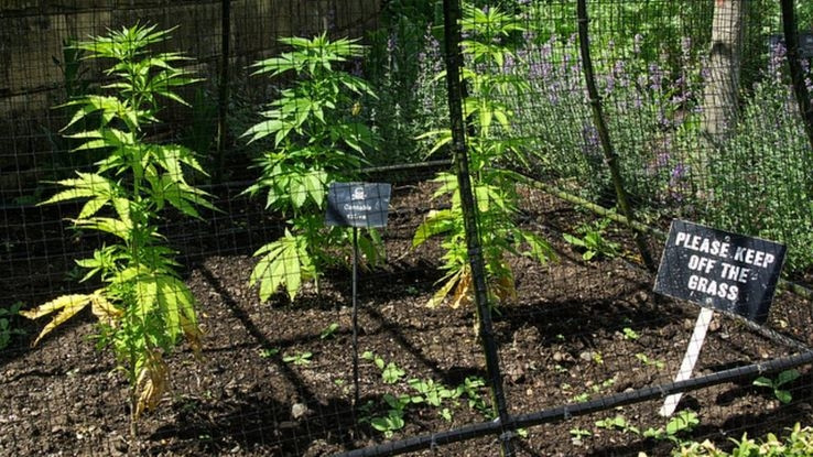 Su that dang sau cau chuyen khu vuon trong hon 100 loai cay doc chet nguoi-Hinh-3