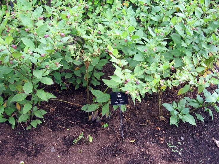 Su that dang sau cau chuyen khu vuon trong hon 100 loai cay doc chet nguoi-Hinh-7