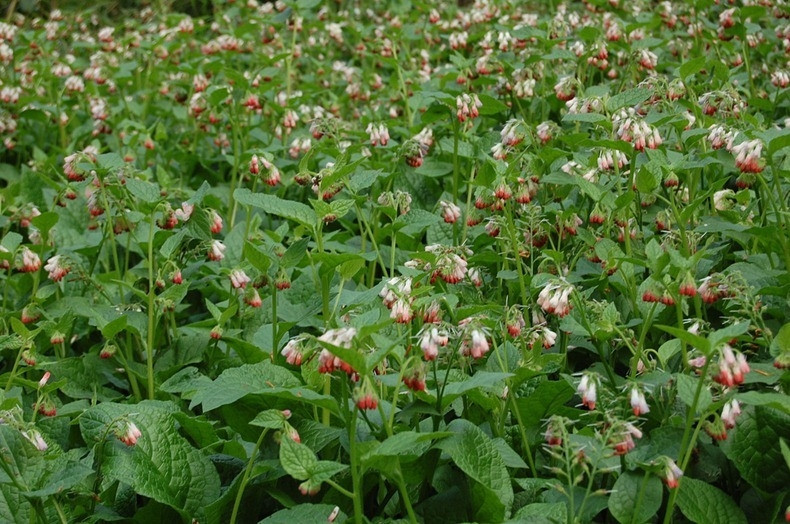 Su that dang sau cau chuyen khu vuon trong hon 100 loai cay doc chet nguoi-Hinh-11