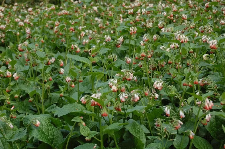 Su that dang sau cau chuyen khu vuon trong hon 100 loai cay doc chet nguoi-Hinh-11