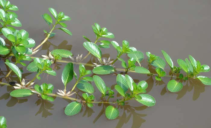 Loai rau cho lon an, moc dai, nho vut di khong het nay thanh dac san