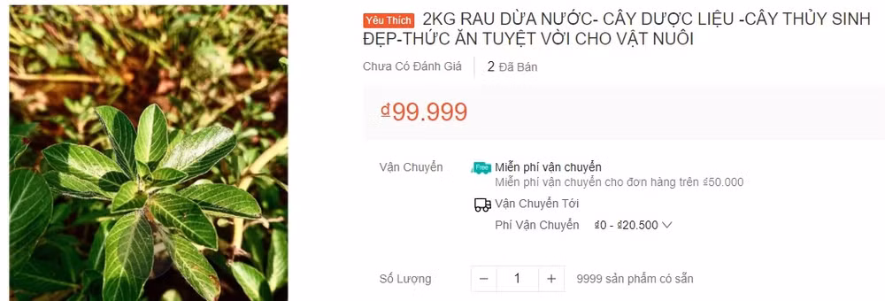 Loai rau cho lon an, moc dai, nho vut di khong het nay thanh dac san-Hinh-4