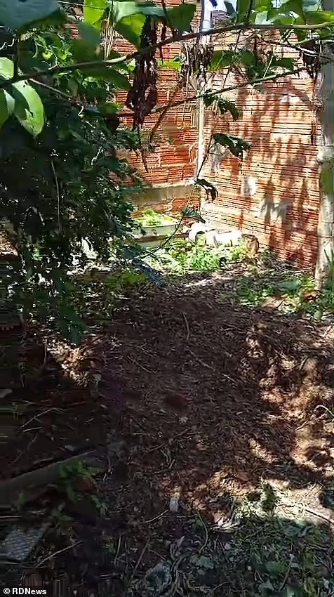 Rung dong vu thieu nu mang bau bi sat hai, cuop thai nhi-Hinh-4