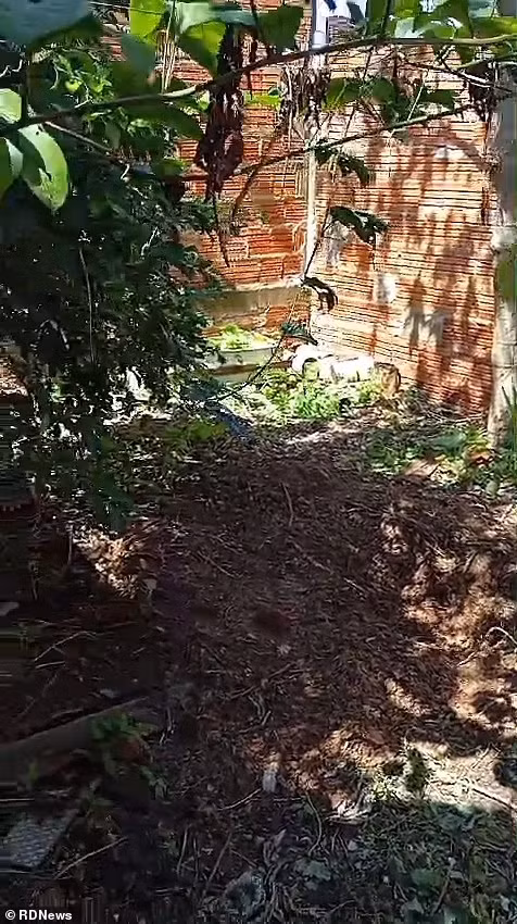 Rung dong vu thieu nu mang bau bi sat hai, cuop thai nhi-Hinh-4