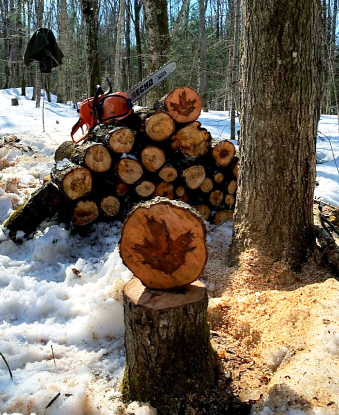 Hình chiếc lá phong trong thân cây phong.