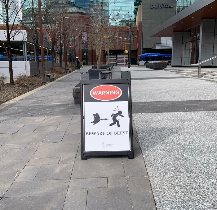 Biển báo cảnh báo việc loài ngỗng có thể tấn công người tại một trung tâm thành phố ở đất nước Canada.