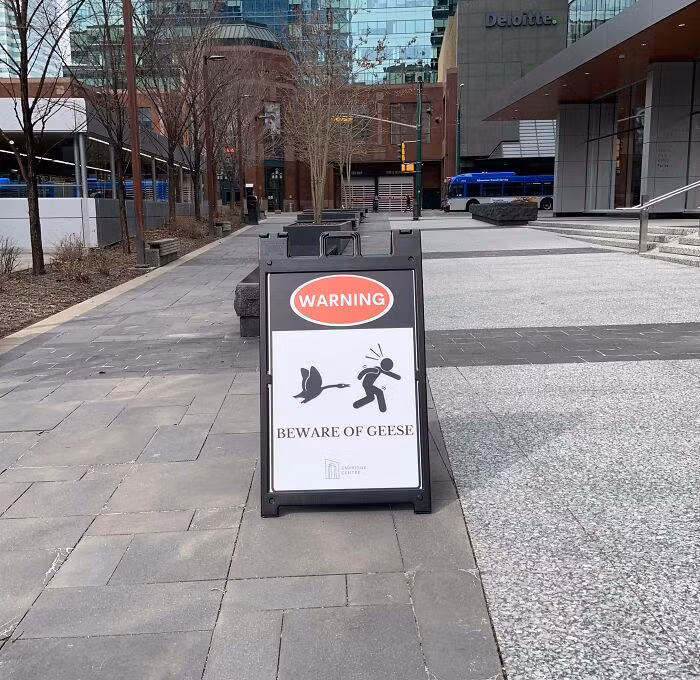 Biển báo cảnh báo việc loài ngỗng có thể tấn công người tại một trung tâm thành phố ở đất nước Canada.