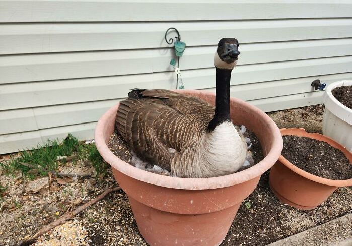 "Con ngỗng này đẻ trứng trong chậu cây nhà hàng xóm của tôi năm này qua năm khác", người đăng bức ảnh này viết. Đây là một trong những những điều "độc nhất vô nhị" ở Canada được ghi lại. (Nguồn ảnh: BP)