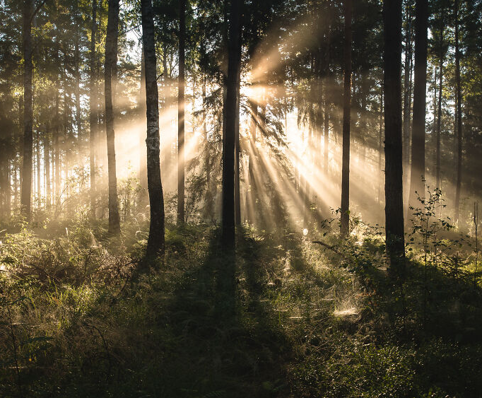 Ánh nắng chiếu xuyên qua khu rừng tạo nên khung cảnh thiên nhiên vô cùng ấn tượng.