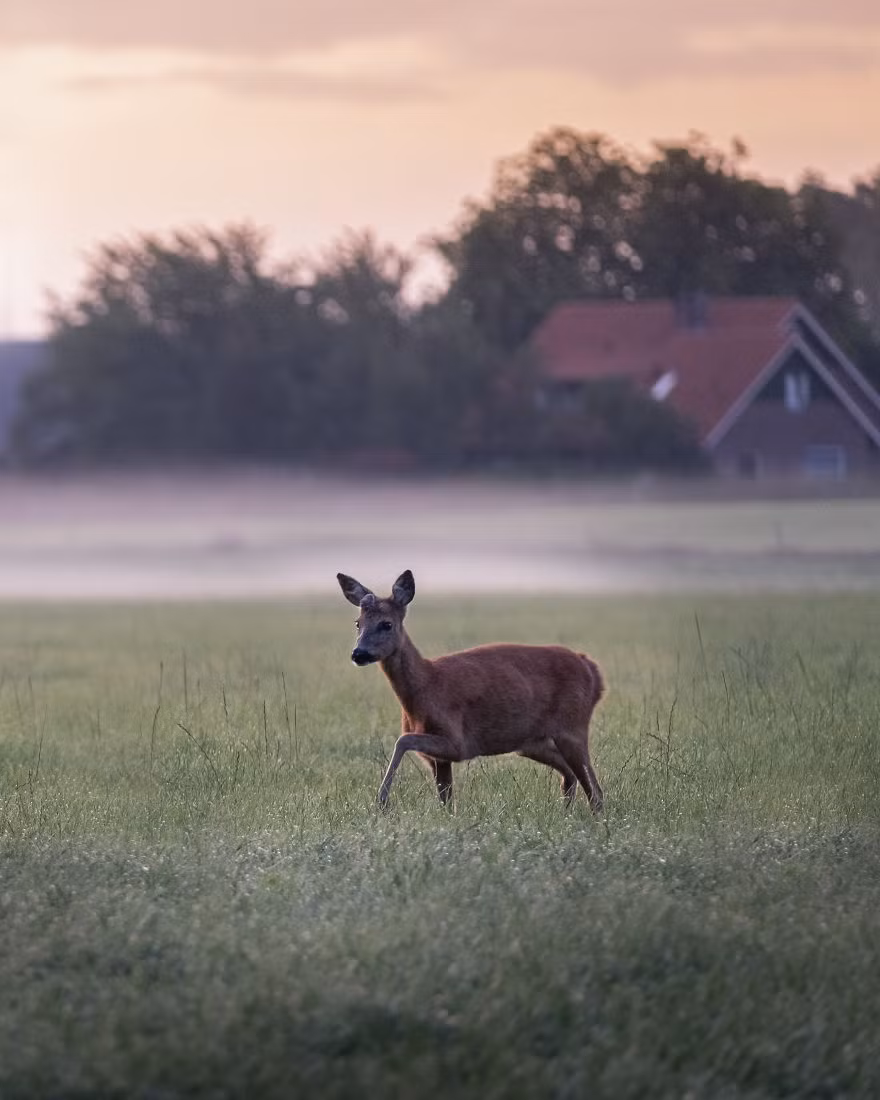 Một con hươu chạy nhảy trên đồng cỏ.