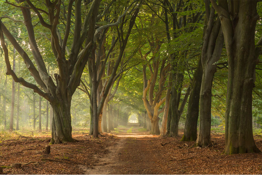 Me dam canh yen binh tai vung nong thon Ha Lan-Hinh-5