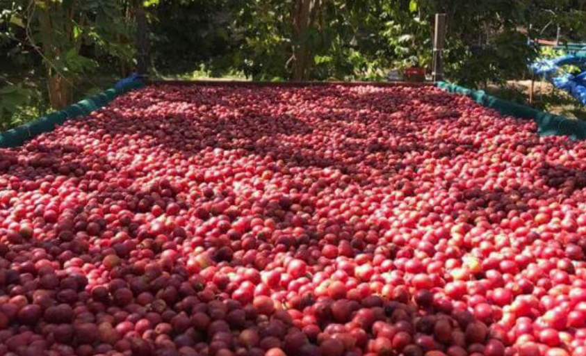 Thành phố Mocha của Yemen từng là trung tâm thương mại cà phê thế giới. Mocha là một trong những loại cà phê nổi tiếng nhất thế giới, được đặt theo tên của thành phố này, nằm trên bờ Biển Đỏ ở Yemen. Ảnh: CM.