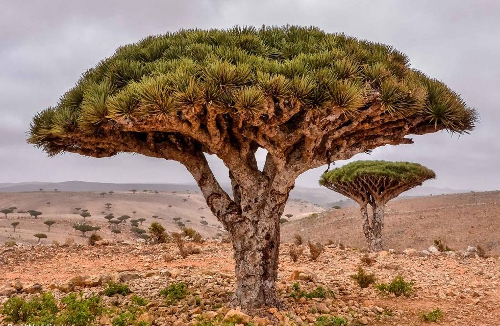 Hòn đảo này là nơi sinh sống của một loài cây kỳ lạ ở Yemen - cây máu rồng. Ảnh: OT.