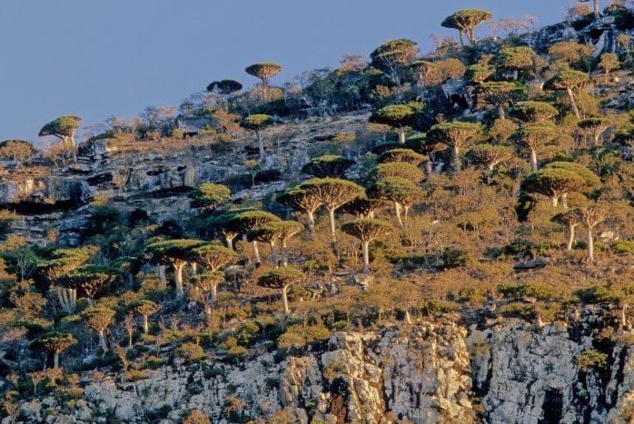 Yemen bao gồm hơn 200 hòn đảo, trong đó lớn nhất là Socotra. Hòn đảo này là một phần của quần đảo Socotra được UNESCO công nhận. Ảnh: Shutterstock.