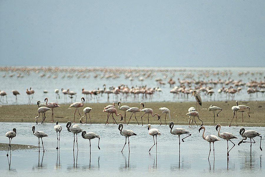 Canh tuong sung sot o “