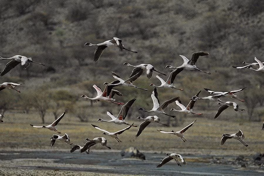 Canh tuong sung sot o “