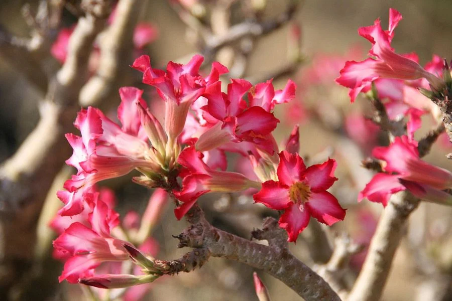 Canh tuong sung sot o “