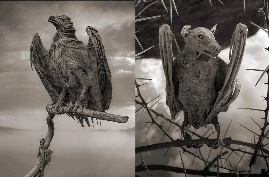 Canh tuong sung sot o “