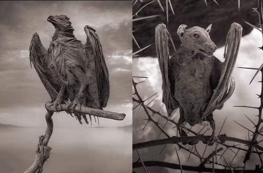 Canh tuong sung sot o “