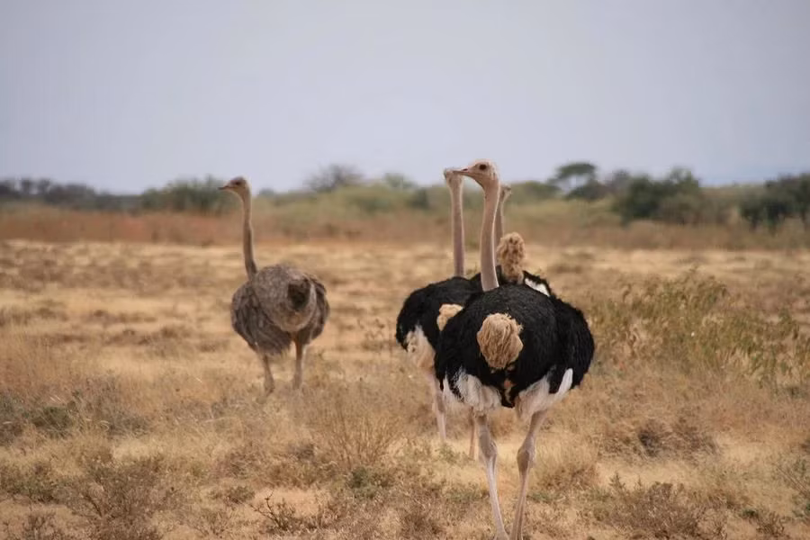 Canh tuong sung sot o “