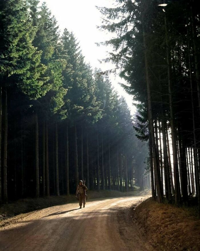 Binh nhất Margerum (Mỹ) đi bộ qua một khu rừng ở khu vực Bastogne để về căn cứ từ tiền tuyến năm 1944.