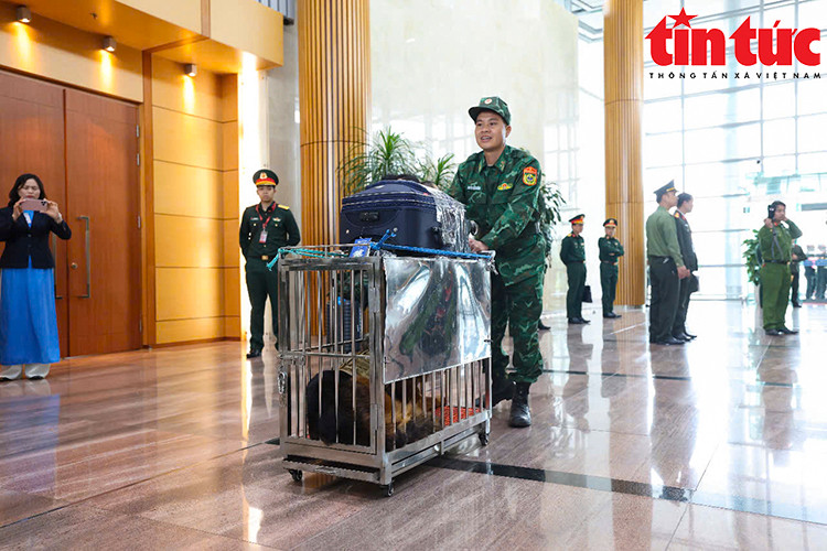 Những chú chó nghiệp vụ được huấn luyện đặc biệt lên đường làm nhiệm vụ tìm kiếm nạn nhân.