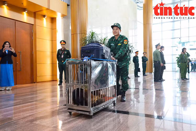 Những chú chó nghiệp vụ được huấn luyện đặc biệt lên đường làm nhiệm vụ tìm kiếm nạn nhân.