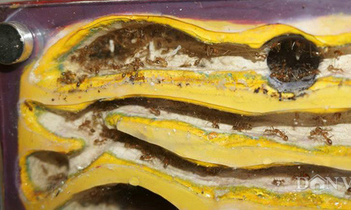 Choi kien kieng doc mo hinh gay to mo o Viet Nam-Hinh-4