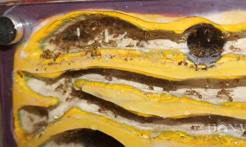 Choi kien kieng doc mo hinh gay to mo o Viet Nam-Hinh-4