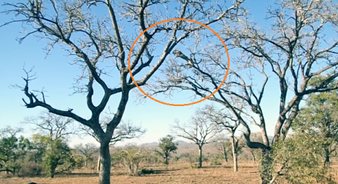 Kinh ngac bao phi than tren cay nhu khi de bat moi