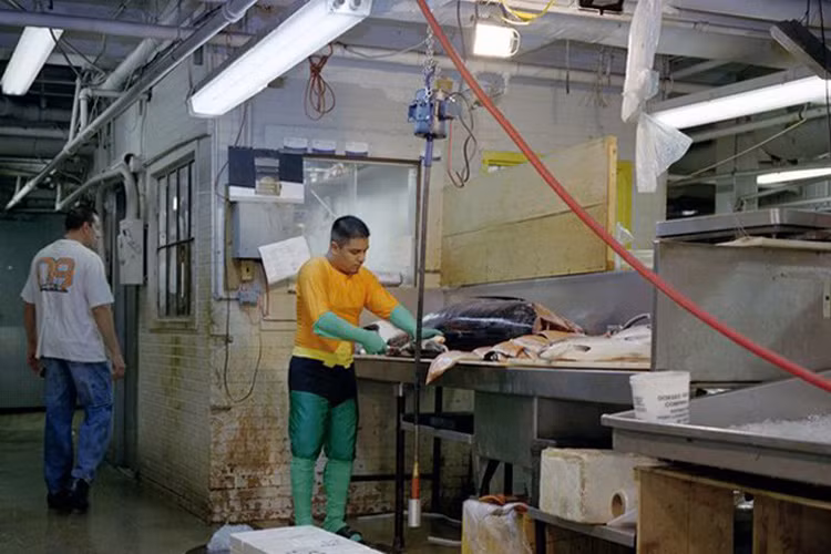 "Người cá" trở về với công việc bán cá qua ngày. 