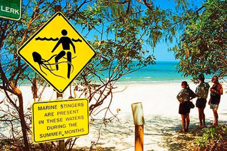 Lãnh thổ phía bắc và Queensland, Australia bị sự đe dọa của loài sứa hộp. Chúng là một trong những loài độc nhất thế giới và đã gây ra cái chết của ít nhất 70 người từ năm 1883. 