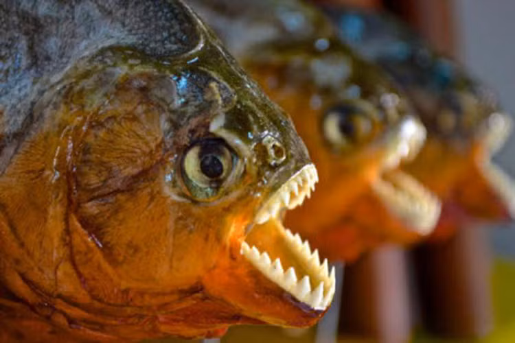 Các bãi biển ở vùng Amazon thuộc Brazil là nỗi ám ảnh của nhiều du khách, khi nơi đây thường xuyên xảy ra các vụ cá piranhas tấn công người. Khu vực này cũng là nơi sinh sống của loài trăn khổng lồ và lươn điện. 