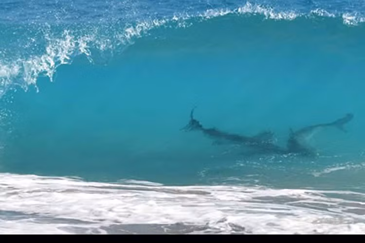 Bãi biển Volusia, Florida, Mỹ là nơi ghi nhận có nhiều cuộc tấn công bởi cá mập, thậm chí còn hơn cả những bãi biển ở vùng Nam Phi. 