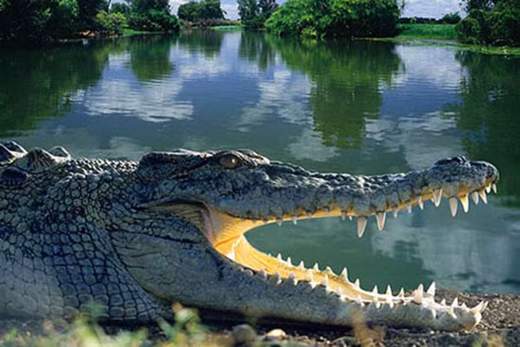 Bãi biển ở quần đảo Fraser, Australia, nằm ở phía tây nam của Queensland. Những bãi biển ở đây rất đẹp nhưng đây những bãi biển nguy hiểm nhất hành tinh vì có sự xuất hiện của cá sấu, cá mập, sứa và dòng nước rất mạnh. Ở một số nơi khác trên đảo còn có nhiều loài nhện nguy hiểm, loài chó dingo thường xuyên tấn công người. 