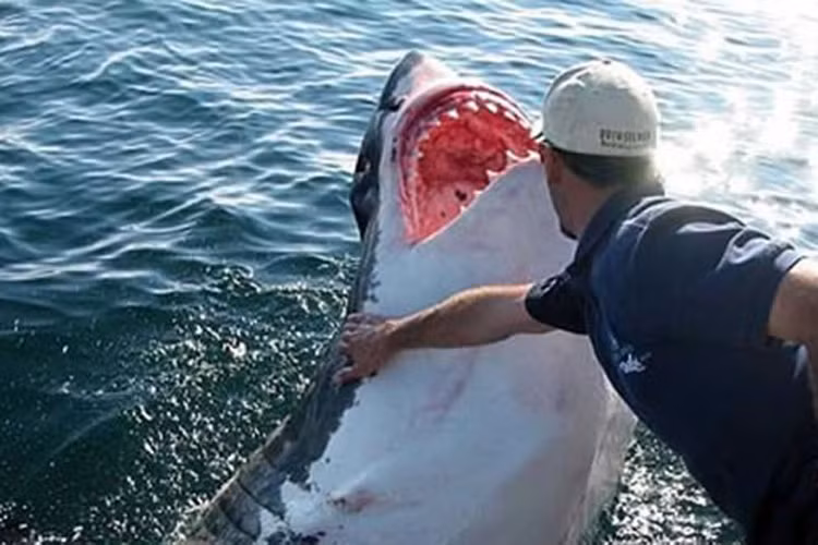 Bãi biển Gansbaai, Nam Phi là nơi sinh sống của rất nhiều cá mập trắng nên du khách thường xuyên được cảnh báo là cực kỳ cẩn trọng khi quyết định đến đây tắm biển. 